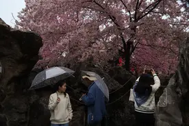 武汉东湖樱园夜赏活动延长至22点，九千组灯光点亮亭台楼阁，赏花期可达30余天图片