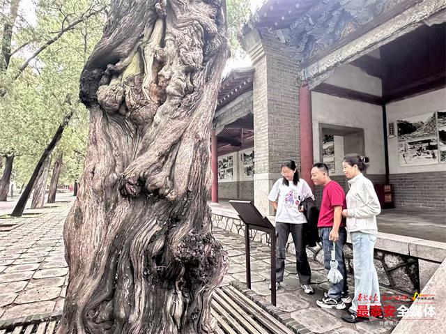 岱庙新添三处文旅新亮点 奇石古柏述传说 唐槐古院展新颜