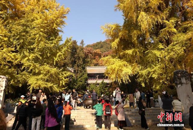 北京：潭柘寺秋意浓 千年银杏披“金甲”