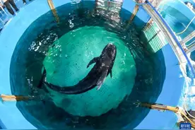 海南三亚因搁浅被救助的短肢领航鲸恢复良好图片