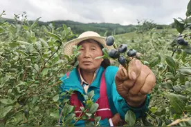 龙场蓝莓迎来采摘旺季，暑假娃漫山遍野摘“蓝精灵”图片