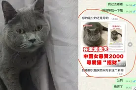中国女子马来西亚丢了猫 悬赏几千元等了40天终于寻回图片