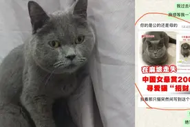 中国女子马来西亚丢了猫，悬赏几千元等了40天终于寻回图片