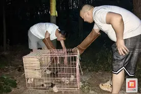 荣县居民楼惊现果子狸！林业部门暖心救助且成功放生图片