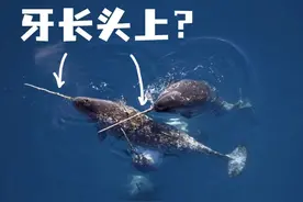 独角鲸的“角”其实是它的一颗“龅牙”？！图片
