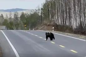 男子大兴安岭自驾偶遇熊出没，官方：它刚结束冬眠出来觅食图片
