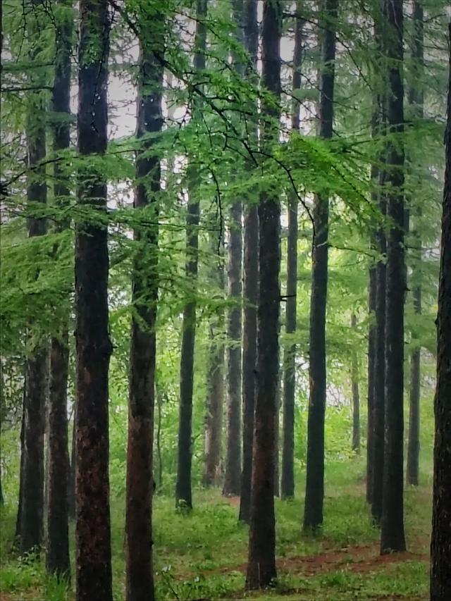 给身心来一场“森林浴”