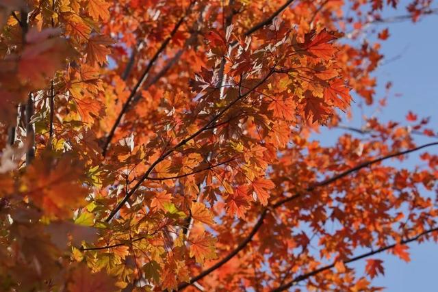 通往秋天！上海市区绝美枫叶扶梯上线→