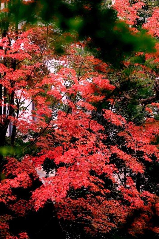 畅游青岛 文明相伴｜山海披红装，崂山进入高饱和度的秋天！