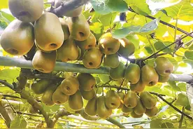 “致富果”带来“甜蜜经济” 河源和平猕猴桃成熟上市图片