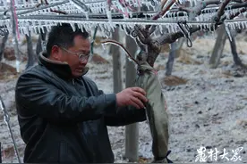 新品种更需新知识，软枣猕猴桃种植户“拜师”进修图片