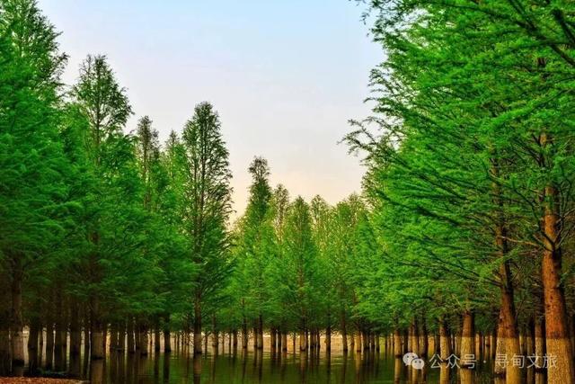 本地人力荐的半日宝藏打卡地！来寻甸自由“森”呼吸~