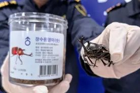 果然视频丨又见独角仙！伪报为“玩具”进境被查，体长约10厘米图片