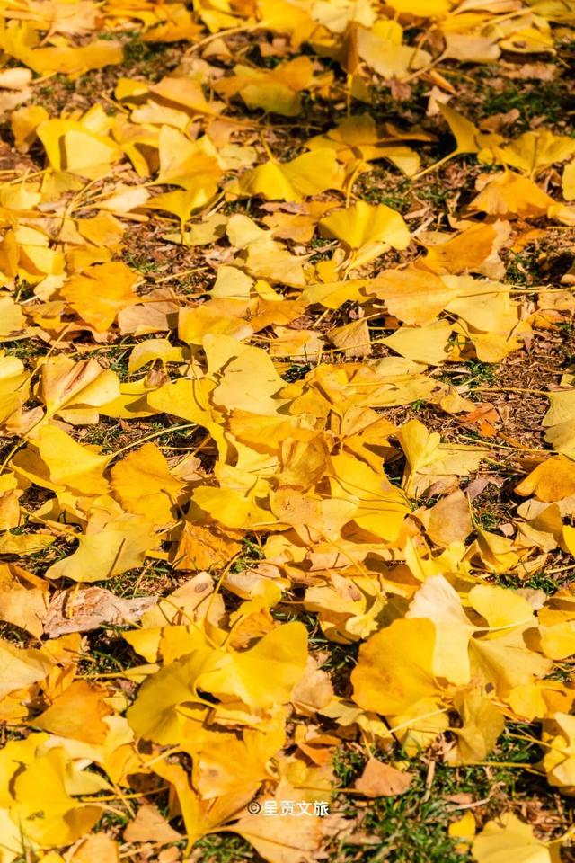 冬日呈贡洛龙公园，一天看尽四时之景