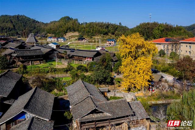 岁暖时刻丨一树千年金，解锁湖南冬日最美打开方式