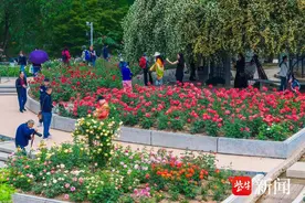 花容悦貌｜五一假期将至，如何在南京惬意“走花路”？图片