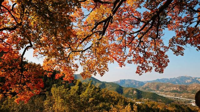 崂山这棵古树红了，非周末时间都人山人海！网友：长得像菜花