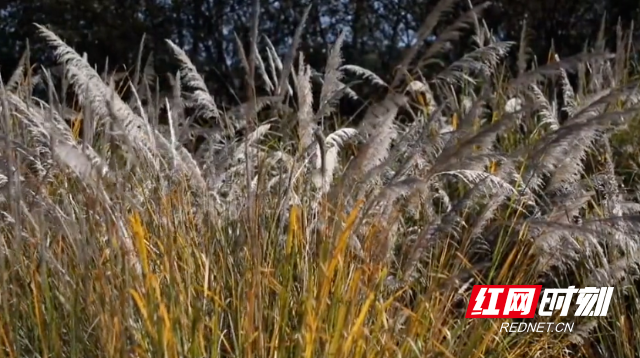 零陵：芦荻花开映潇水 如雪似梦醉游人