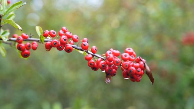 沙淤景区：红艳火棘 亮丽风景