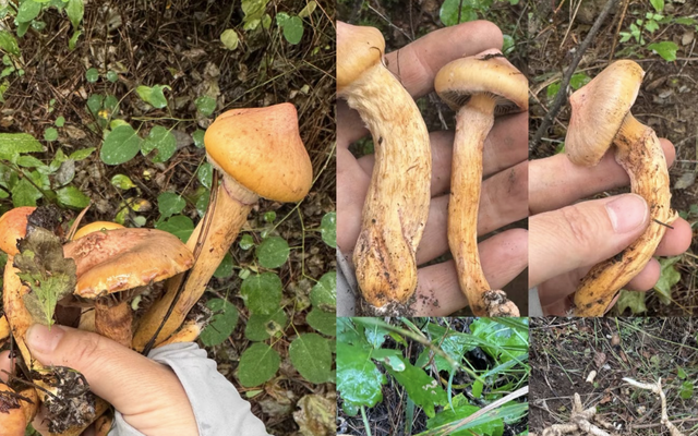 假期新点子，进山捡菌子