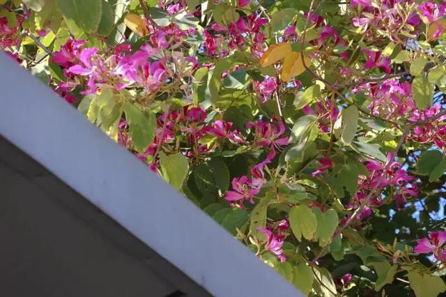 WOW，柳州超多赏秋打卡地，随手出大片！