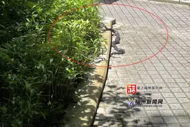 当心！福州市区惊现眼镜蛇！图片