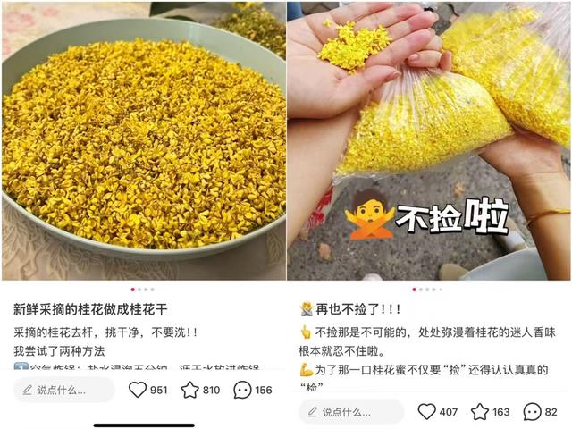 最新资讯-这两天，上海满城都是！万万不要随意吃(3)