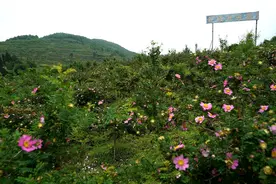 凤山镇：写好产业、经济、民生“三篇文章”图片