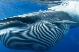 泰国海滩发现一只濒临灭绝的布氏鲸尸体，疑似遭到船只撞击而死图片