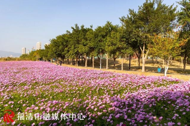 福州新晋顶流！“粉色花海”惊艳上线，本周末出片首选地