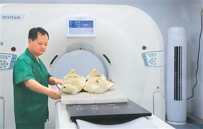 近看一只鸭子的质价比