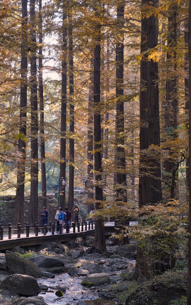 国家植物园进入彩叶最佳观赏期，橙红色水杉林上演秋日童话