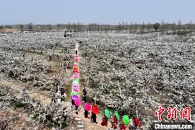 河北阜城万亩梨花盛开引客来图片