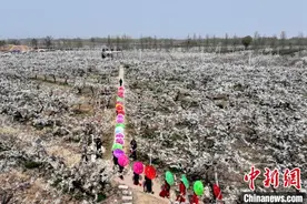 河北阜城万亩梨花盛开引客来图片