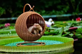 青岛宣传 | 新“爱莲说”，“荷”以动人？图片