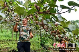 汶川：残疾青年返乡种下百亩猕猴桃 结出致富“金果”图片