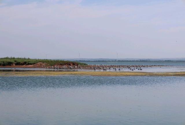 红碱淖湿地：从黄沙漫卷到鸥鸟翔集的生态重塑