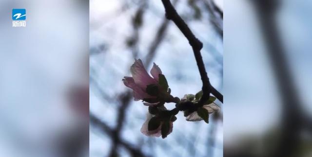 太反常！樱花开了！桂花谢了……浙江降温有准信儿了！