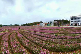 河源：以“花”为媒，“美丽经济”踏春而来图片