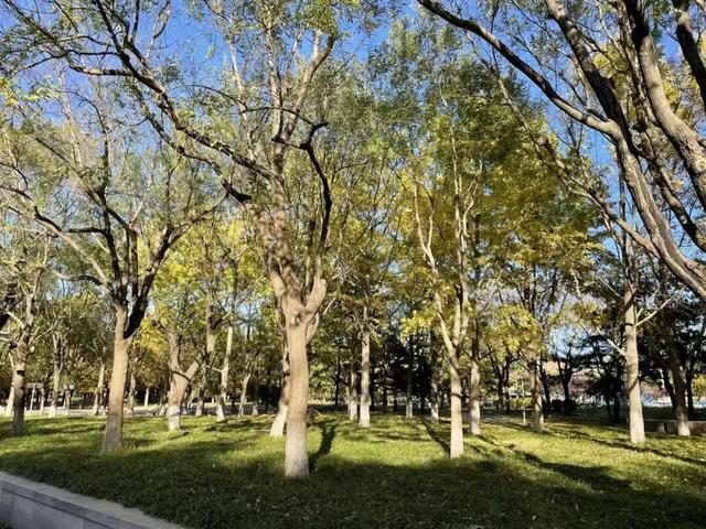 不必扎堆地坛公园！东城区赏秋攻略，一图收藏