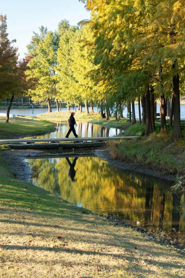 湖光金叶织秋韵