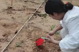 五一小长假，采摘桑葚正当时！5.2一起出发~图片