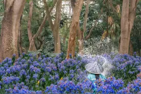 深圳花海强势刷屏！这篇赏花攻略快收藏√图片