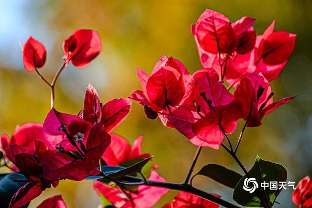 云赏花 解锁大美中国里的繁花世界