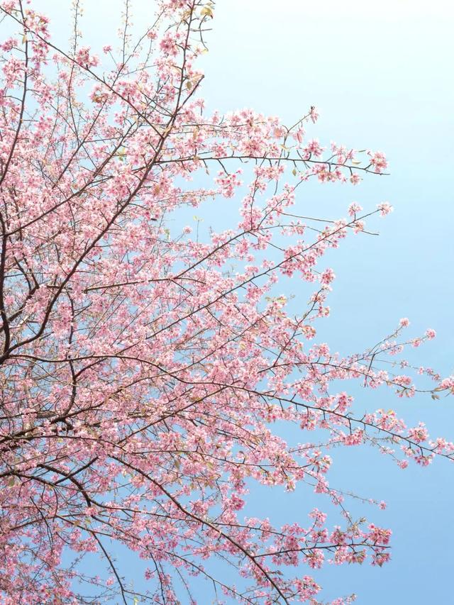 已开！成都怎么提前过上“春天”了