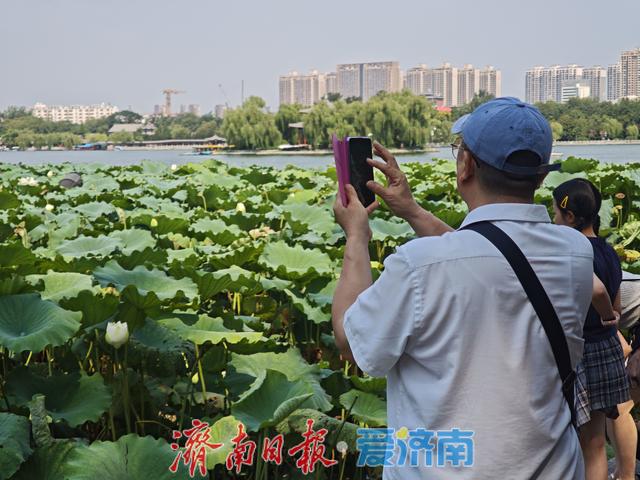 大明湖的白色浪漫已上线，错过再等一年！