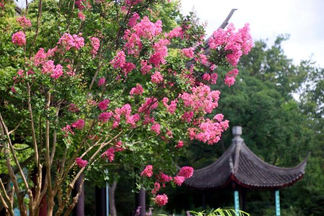 江苏苏州：虎丘紫薇花开醉游人