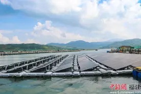 福建福鼎：“鲈鱼”得水产业兴图片