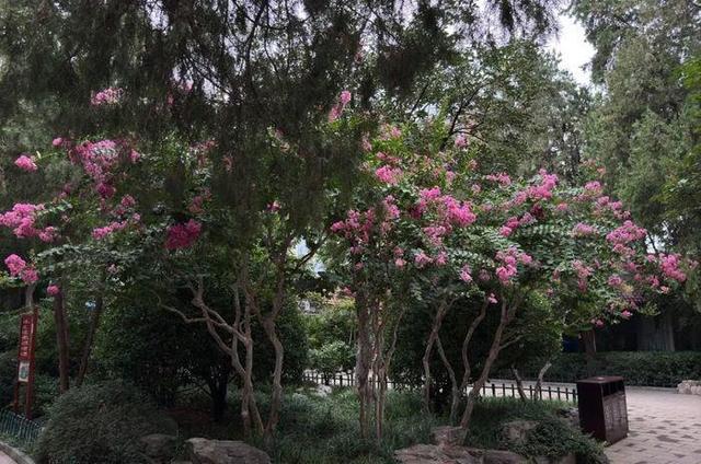 泉城夏日“紫薇季”浪漫开启，济南九大公园景区花开正艳