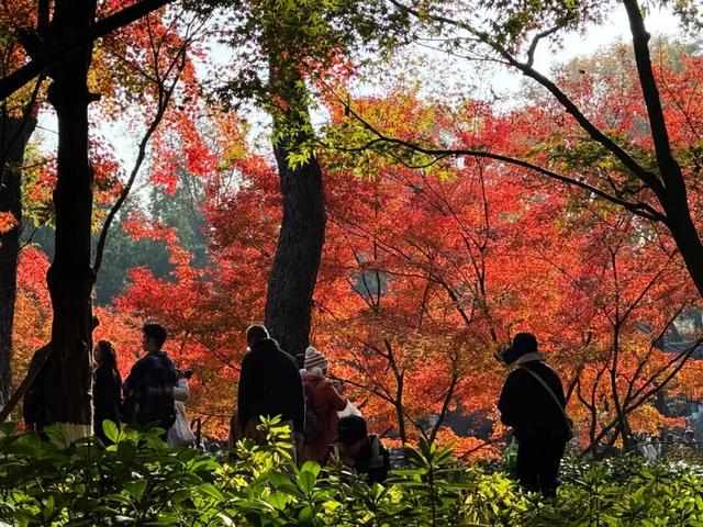 中大路 “红” 了！本周 C 位遛弯地预定！